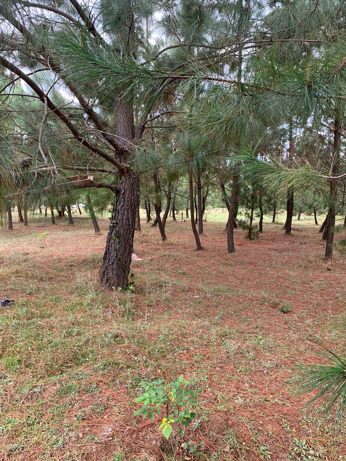 Entorno natural y carpas de campaña